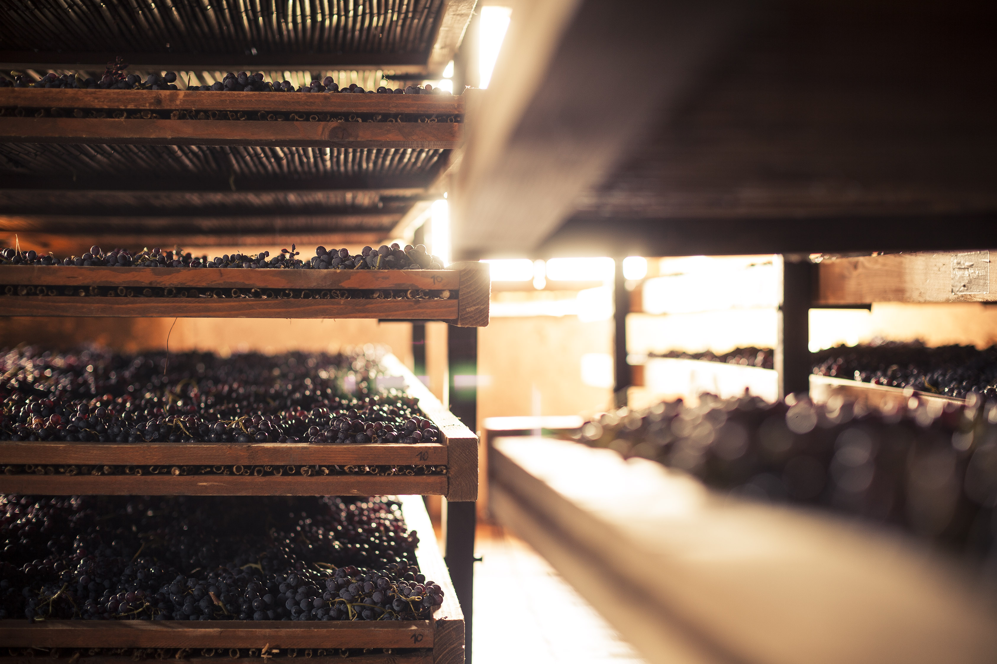 Método de secado de las uvas