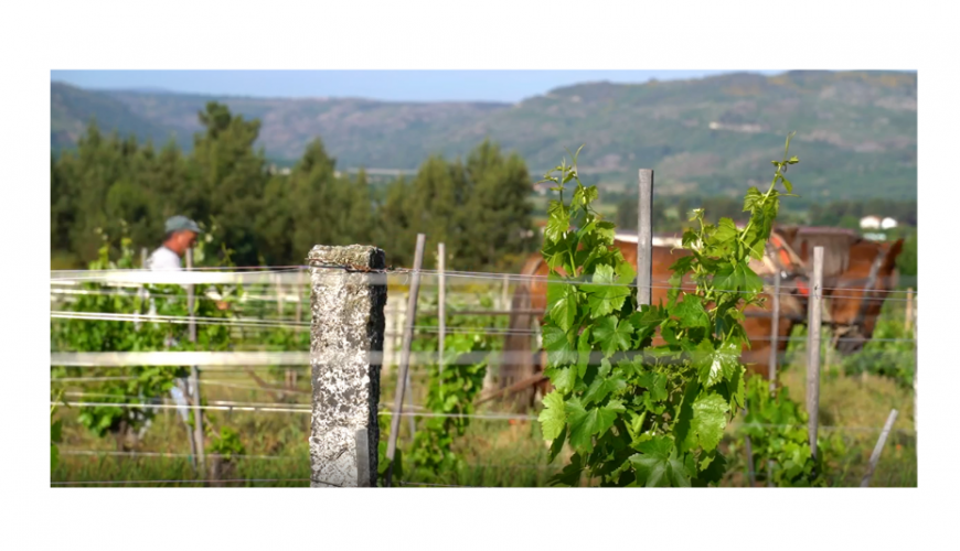 Tracción animal en la viticultura.