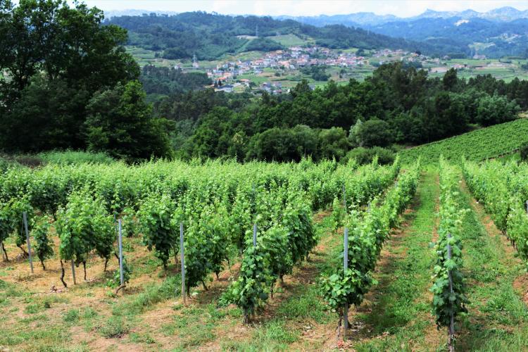 Vista general del Ribeiro desde el Museo del Vino de Galicia