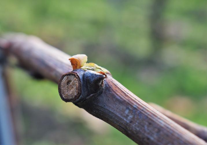 Imagen una planta ya podada