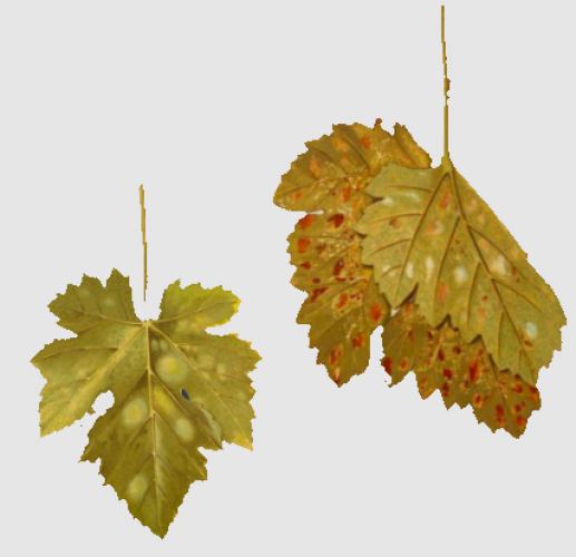 Otra de las plagas a destacar en el viñedo es el mildiu, la cual es una enfermedad criptogámica de las plantas, que puede manifestarse en los 8-20 días siguientes a las altas y húmedas temperaturas. Ataca especialmente a la vid y se manifiesta por la aparición de manchas de aceite que pueden producir daños en todos los órganos verdes de la cepa: hoja, brotes, inflorescencias, uvas y también en los zarcillos. 