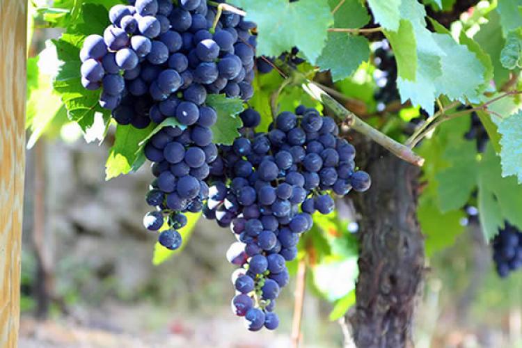 Uva Mencía