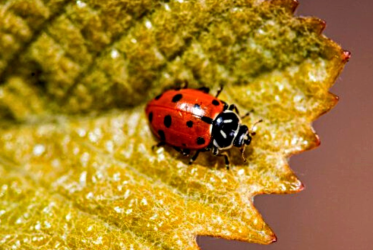 Beneficios de las mariquitas para los viñedos.