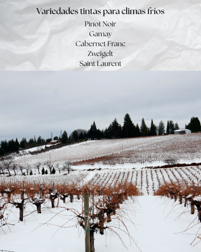 Variedades tintas para climas fríos