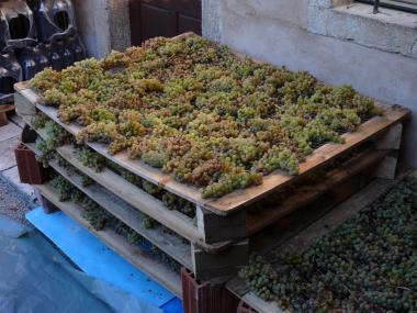 Secado de las uvas