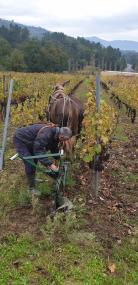 Xornada sobre a tracción animal